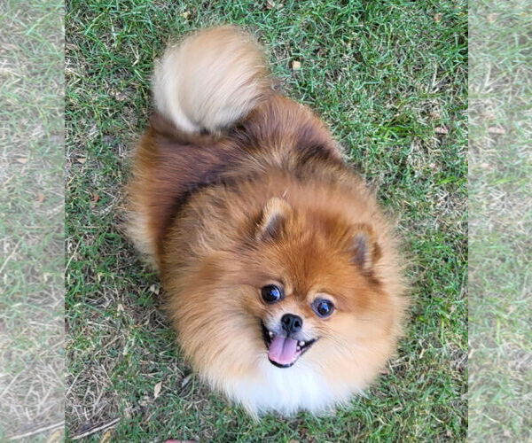 Medium Photo #1 Pomeranian Puppy For Sale in Croydon, NH, USA