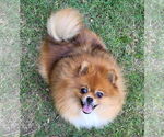 Small Pomeranian