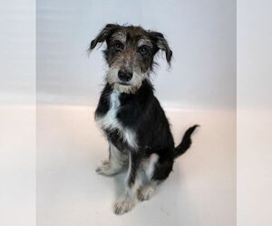 Shannon - Female Retriever -Unknown Mix Dog for Adoption - Photo #5