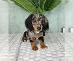 Small #1 Dachshund