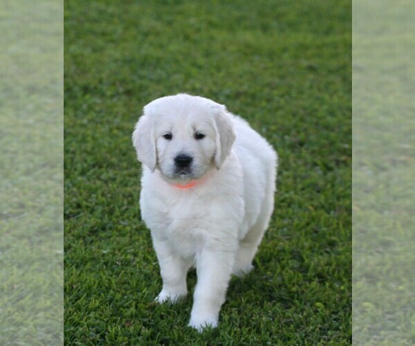 Medium Photo #3 English Cream Golden Retriever Puppy For Sale in MARSHFIELD, WI, USA