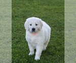 Small Photo #3 English Cream Golden Retriever Puppy For Sale in MARSHFIELD, WI, USA