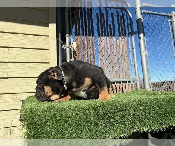 Medium Photo #8 English Bulldog Puppy For Sale in WEST HOLLYWOOD, CA, USA