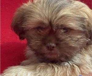 Shih Tzu Puppy for sale in PALMDALE, CA, USA