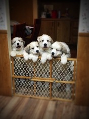 Great Pyrenees Puppy for sale in YELM, WA, USA