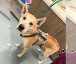 Small Carolina Dog-German Shepherd Dog Mix