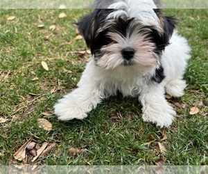 Yorkshire Terrier Puppy for sale in GILBERT, AZ, USA