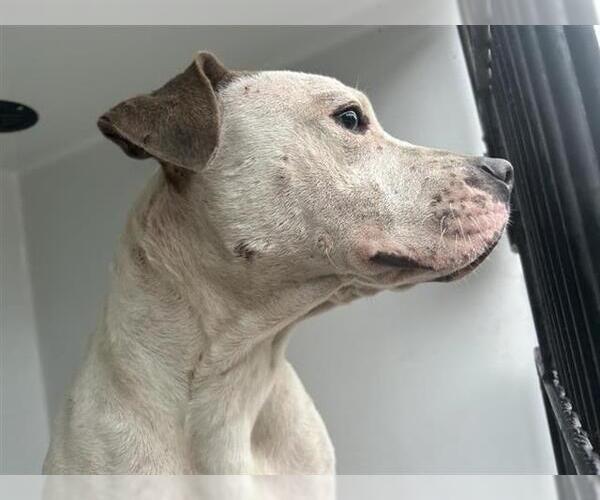Medium Photo #1 American Pit Bull Terrier-Unknown Mix Puppy For Sale in Houston, TX, USA