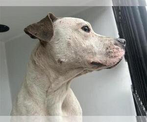 American Pit Bull Terrier-Unknown Mix Dogs for adoption in Houston, TX, USA