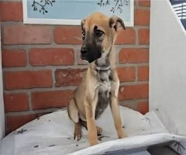 Medium Photo #2 German Shepherd Dog-Unknown Mix Puppy For Sale in Lakewood, CO, USA