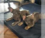 Small Photo #2 French Bulldog Puppy For Sale in RALEIGH, NC, USA