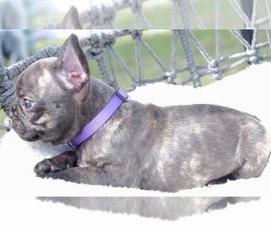 French Bulldog Puppy for sale in CAPE CORAL, FL, USA