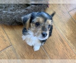 Small Photo #13 Morkie Puppy For Sale in NEW PORT RICHEY, FL, USA