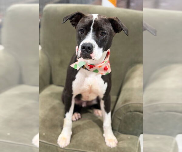 Medium Photo #43 American Pit Bull Terrier-Beagle Mix Puppy For Sale in Brewster, NY, USA