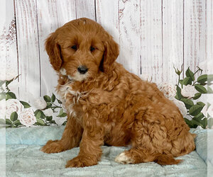 Goldendoodle Puppy for sale in PENNS CREEK, PA, USA