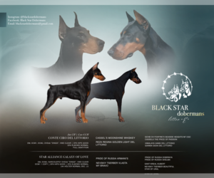Doberman Pinscher Puppy for sale in SPOKANE, WA, USA