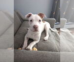 Small #12 American Staffordshire Terrier-Labrador Retriever Mix