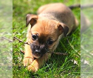 Chihuahua-Unknown Mix Dogs for adoption in Plainfield, IL, USA