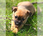 Small Chihuahua Mix