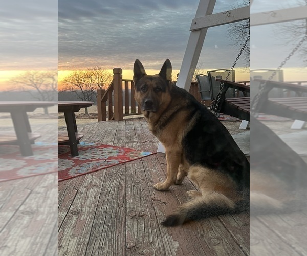 Medium Photo #1 German Shepherd Dog Puppy For Sale in MAYSVILLE, MO, USA