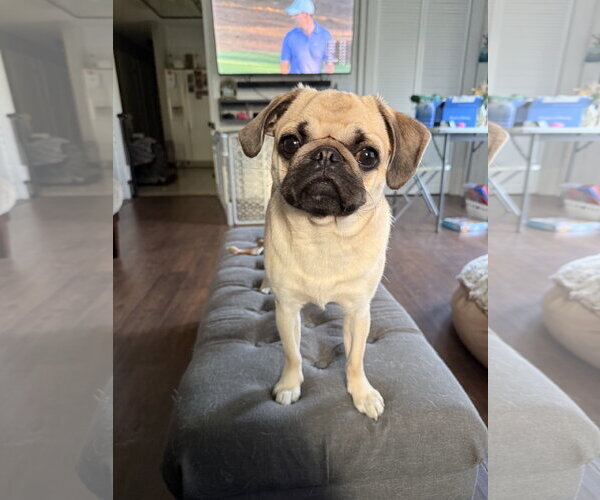 Medium Photo #1 Pug Puppy For Sale in Indianapolis, IN, USA