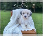 Puppy 2 Havachon