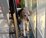 Small Photo #2 Beagle Puppy For Sale in Valrico, FL, USA