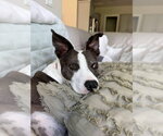 Mia - Female Mutt Dog for Adoption - Small photo