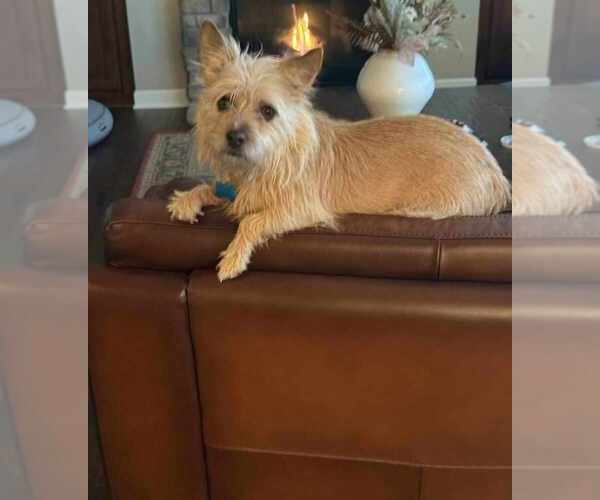 Medium Photo #2 Cairn Terrier-Unknown Mix Puppy For Sale in Plymouth, MN, USA