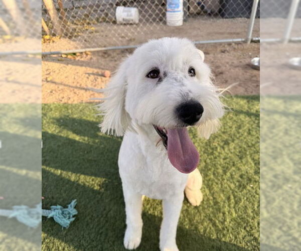 Medium Photo #1 Mutt Puppy For Sale in San Diego, CA, USA