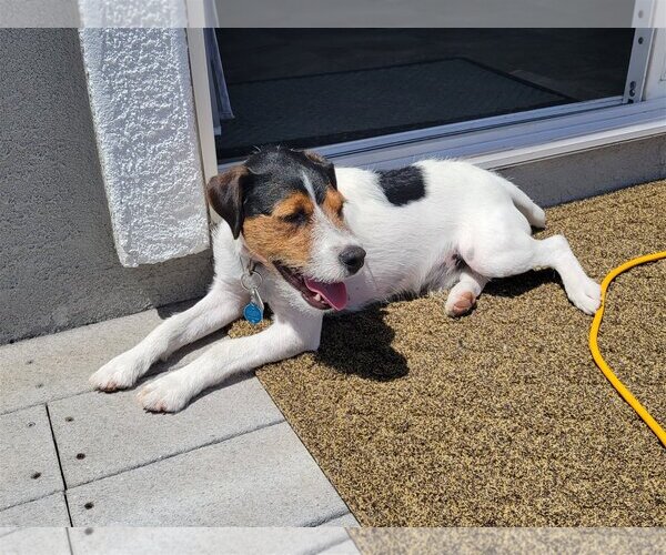 Medium Photo #3 Jack Russell Terrier Puppy For Sale in Moorpark, CA, USA