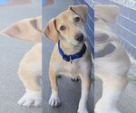 Small #1 Chiweenie