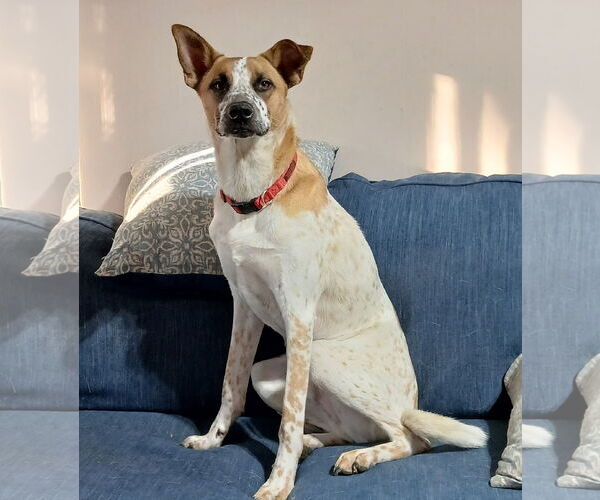 Medium Photo #1 Mutt Puppy For Sale in Topeka, KS, USA