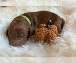 Puppy Mr Green Goldendoodle (Miniature)
