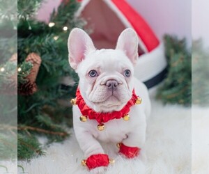 French Bulldog Puppy for sale in CHIMACUM, WA, USA