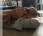 Small #1 American Pit Bull Terrier