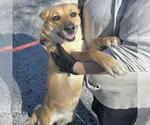 Small #7 Carolina Dog-German Shepherd Dog Mix