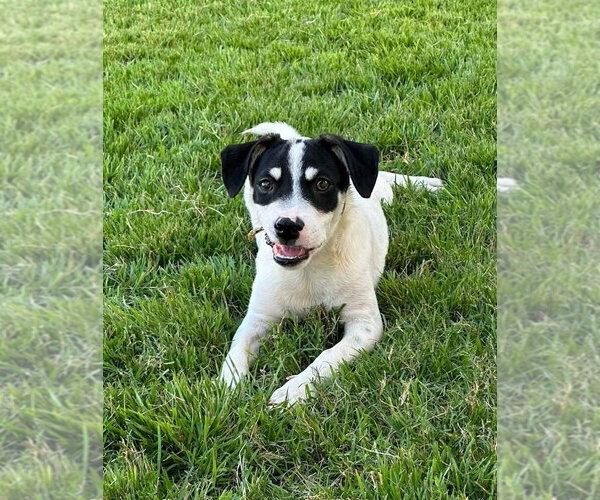 Medium Photo #1 Parson Russell Terrier-Unknown Mix Puppy For Sale in FRAMINGHAM, MA, USA