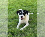 Small Parson Russell Terrier Mix
