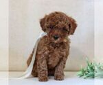 Small Cavapoo