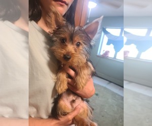 Yorkshire Terrier Puppy for sale in PRINCETON, MN, USA