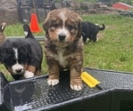 Small #4 Great Bernese