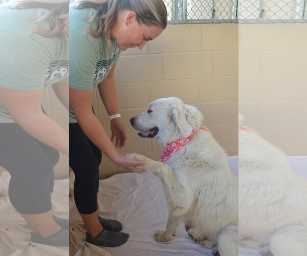 Medium Photo #1 Great Pyrenees-Unknown Mix Puppy For Sale in McKinney, TX, USA