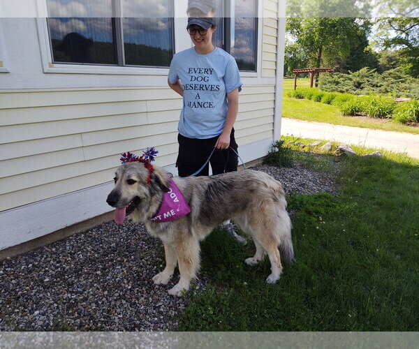 Medium Photo #6 Great Pyrenees-Unknown Mix Puppy For Sale in Croydon, NH, USA