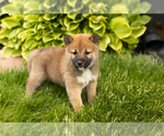 Small Photo #30 Shiba Inu Puppy For Sale in MILLERSBURG, IN, USA