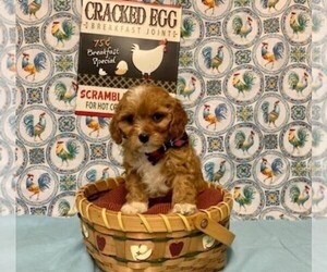 Cavapoo-Poodle (Miniature) Mix Puppy for sale in ORO VALLEY, AZ, USA