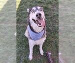 Small Siberian Husky