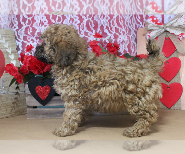 Medium Photo #33 Poodle (Toy) Puppy For Sale in CHANUTE, KS, USA
