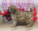 Small Photo #33 Poodle (Toy) Puppy For Sale in CHANUTE, KS, USA
