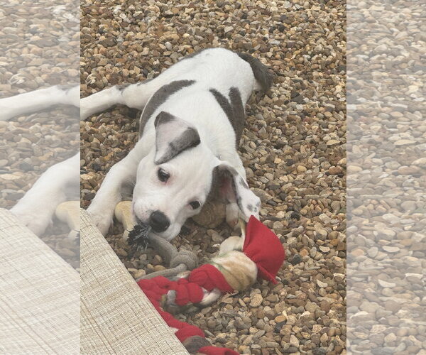 Medium Photo #2 Mutt Puppy For Sale in Euless, TX, USA